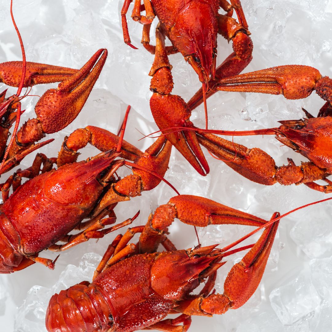 The Differences Between Spiny Lobsters & Maine Lobsters