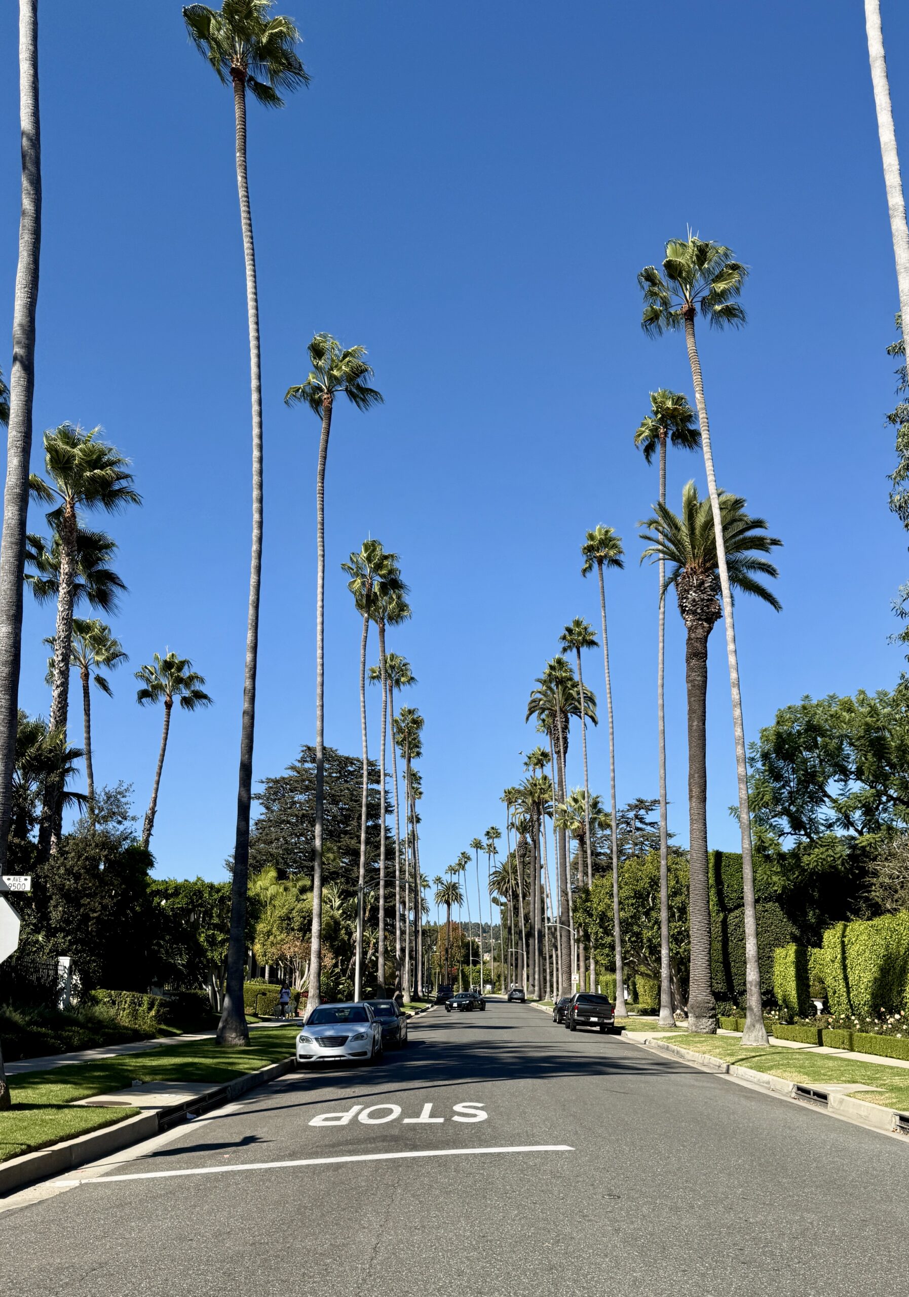 Los Angeles - Palm Trees