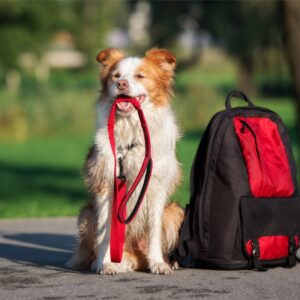 A smiling white-and-orange dog sitting nicely next to a black backpack while holding a red leash in its mouth.