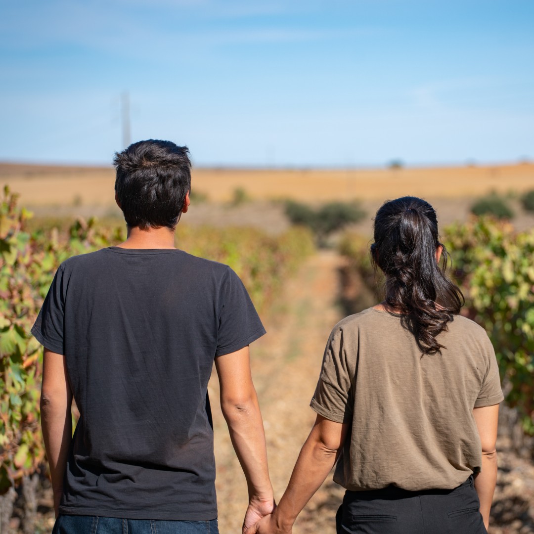 The backsides of a young, newlywed couple holding hands in a vineyard with blue sky in the background.