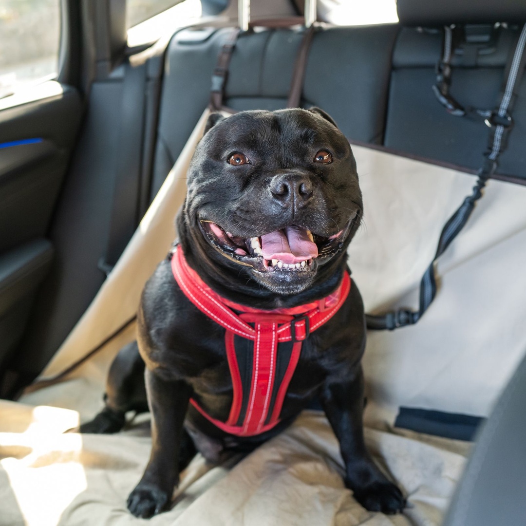 A happy dog sitting in the backseat of a car. They are leased to the back headrest, and there is a seat cover in place for them.