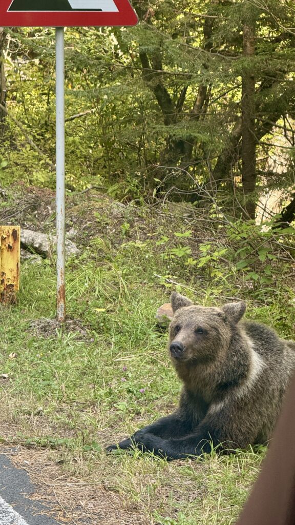Transfăgărășan Highway Bears
