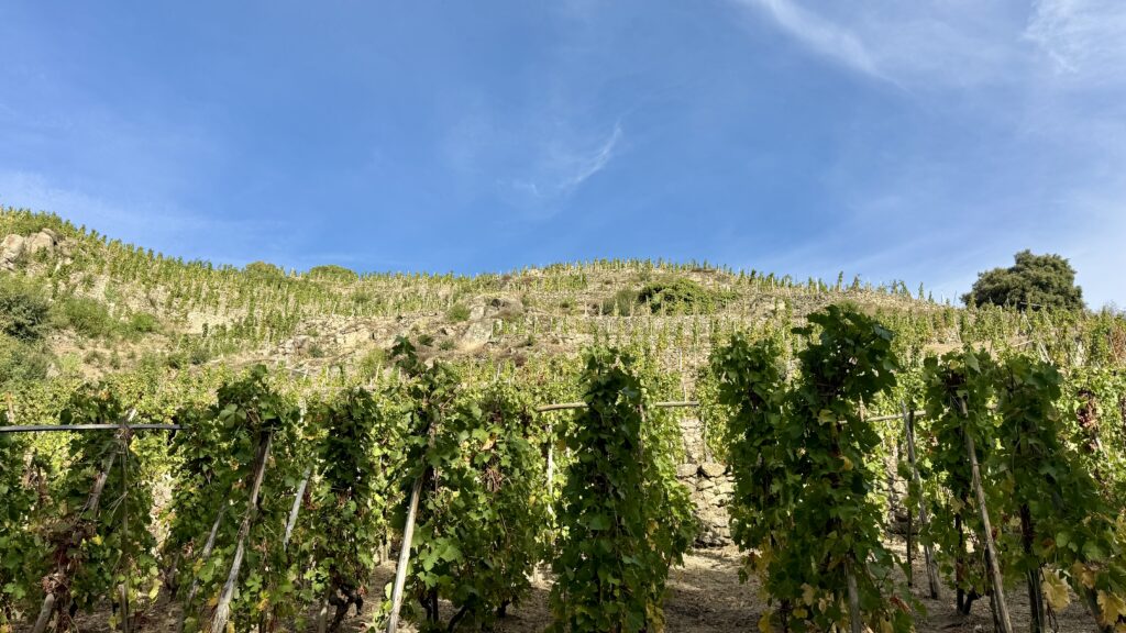 half-day wine tasting in the Northern Rhône Valley